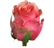 گل رز هلندی سامبا
